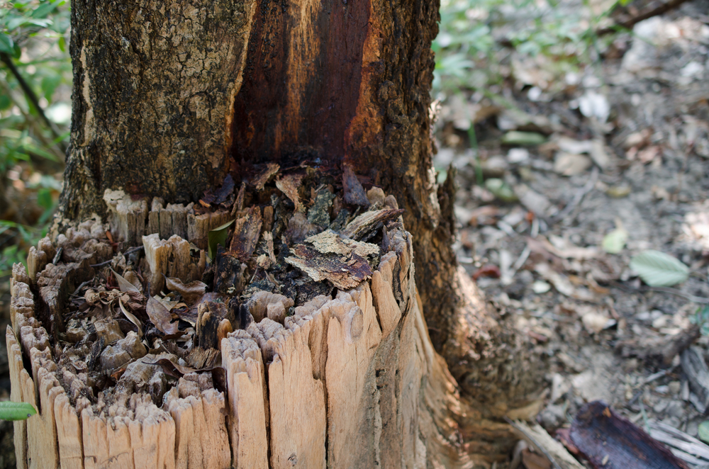 ローズウッドの効果 効能 アロマ 精油 エッセンシャルオイル オーガニックストア