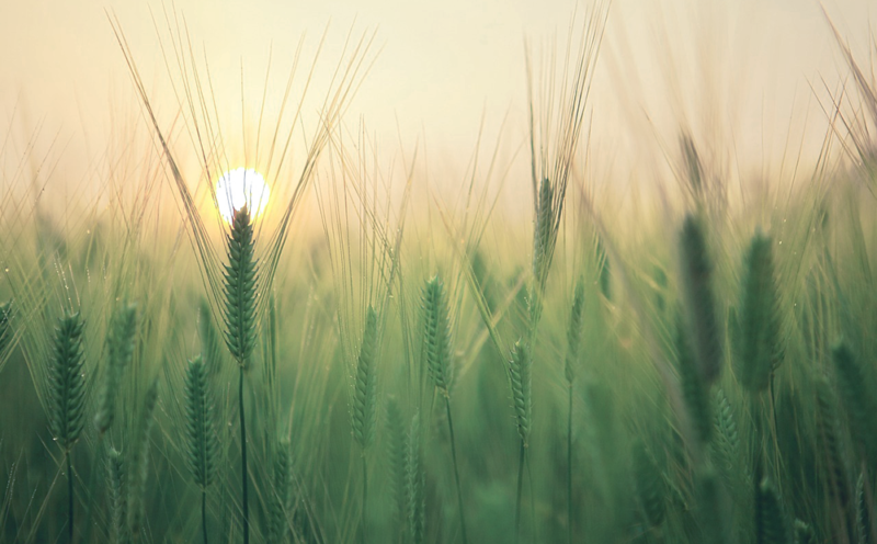 麦の稲穂と太陽